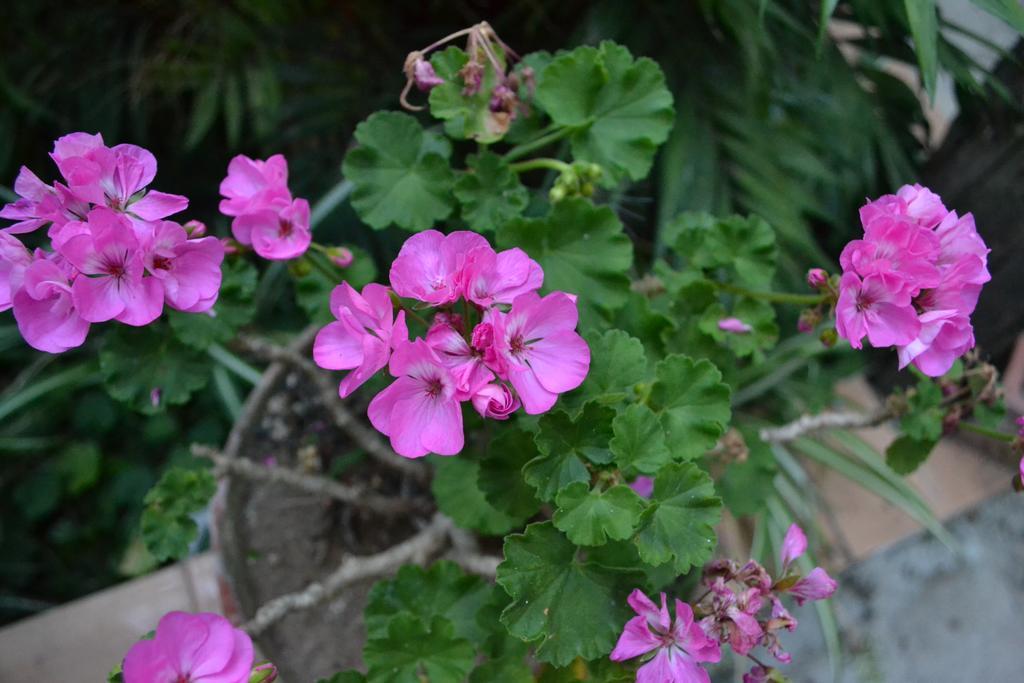Bed and Breakfast Sorrento Experience Exterior foto