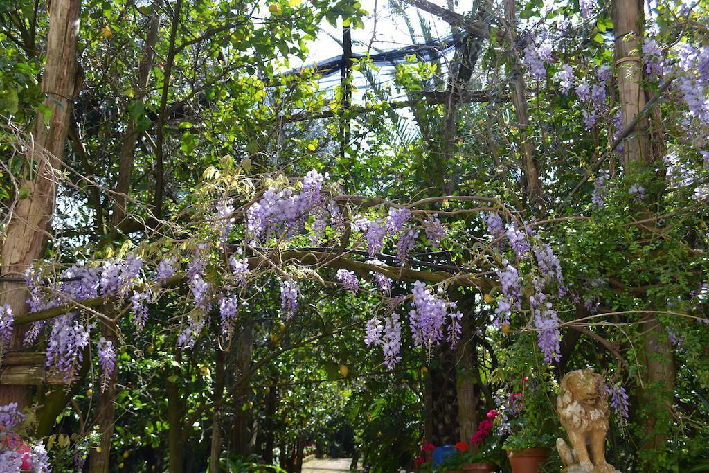 Bed and Breakfast Sorrento Experience Exterior foto