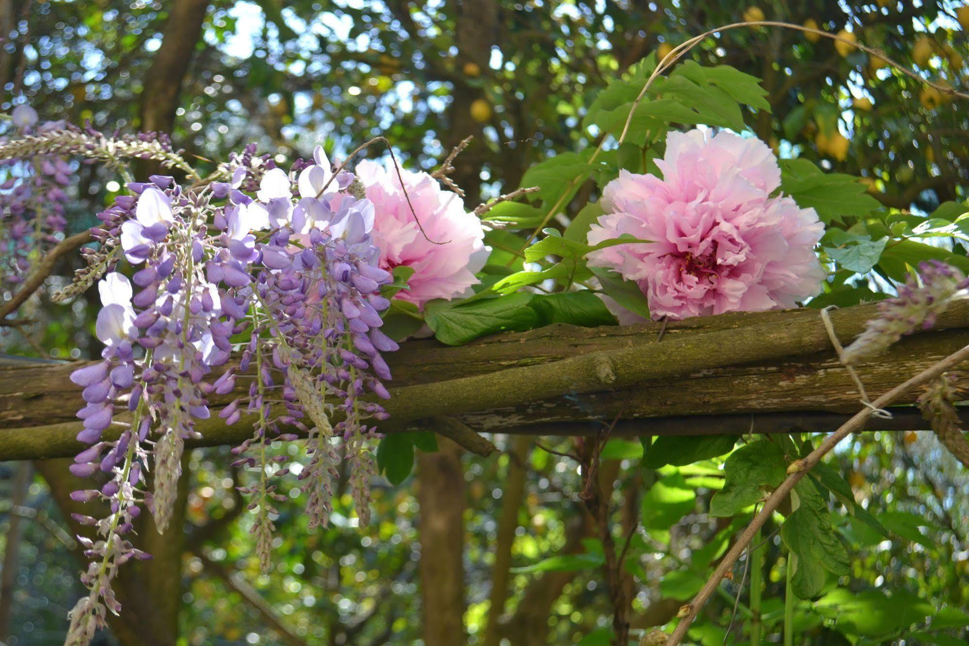 Bed and Breakfast Sorrento Experience Exterior foto